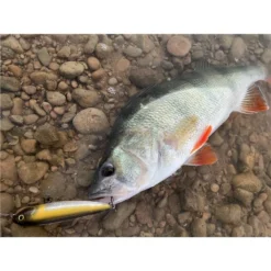 LEURRE DE SURFACE STUCKI FISHING FANATICS STRAYER 60F - 6CM -Promos Peche Azur Magasin leurre de surface stucki fishing fanatics strayer 60f 6cm z 2739 273981 4